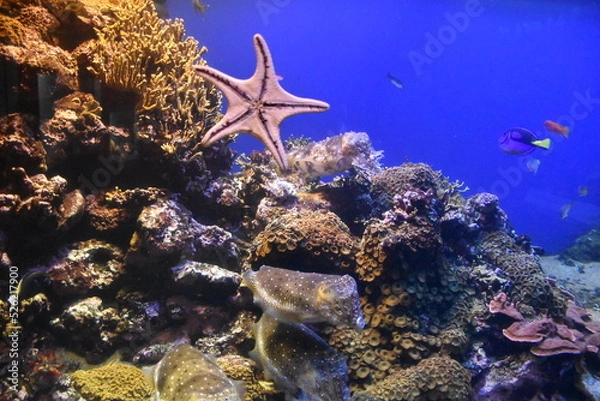 Obraz starfish in the sea