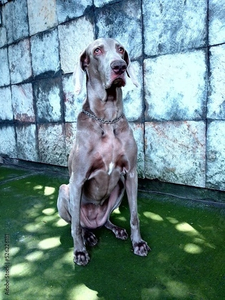 Obraz Weimaraner