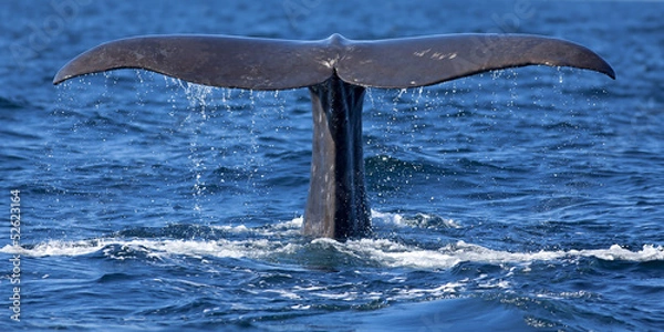 Obraz Ogon wieloryba