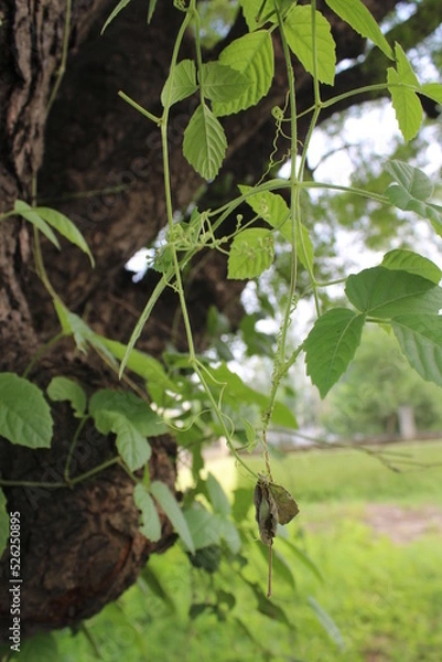 Obraz Tree in a park