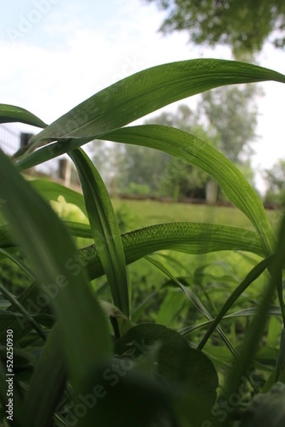 Obraz Leaves in the garden