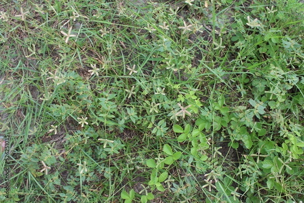 Obraz grass in the garden