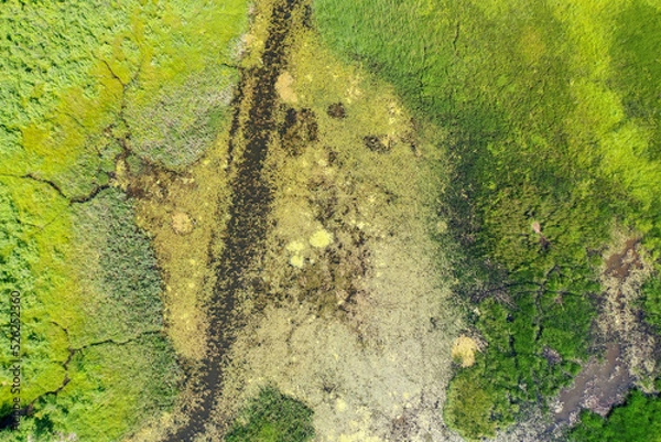 Fototapeta Aerial top down view of green grass and water in marsh wetland