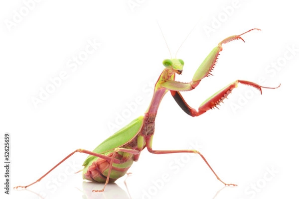 Obraz Gigantyczna modliszka z lasu deszczowego