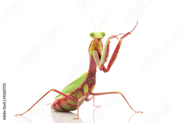 Obraz Giant Rainforest Mantis
