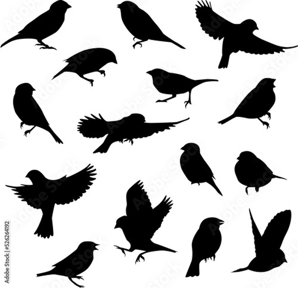 Obraz Vector black bird silhouettes on isolated white background. Icon set.
