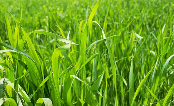 Obraz Grass. Background