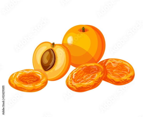 Obraz Dried apricots and fresh apricots isolated on a white background. Vector illustration of tasty fruits in cartoon style. Dried apricots  icon.Set of fresh and dried apricots. Design element, logo