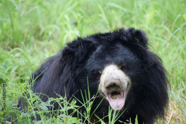Obraz Indian bear is looking at the camera