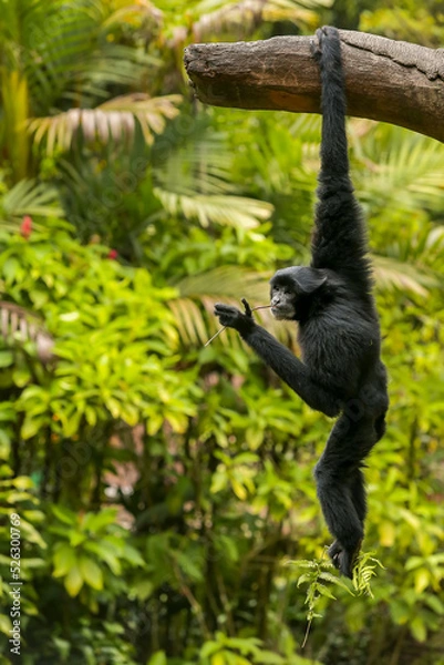 Obraz Javan gibbon hanging from a tree while eating grass