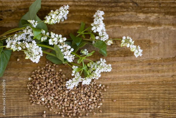 Obraz гречиха