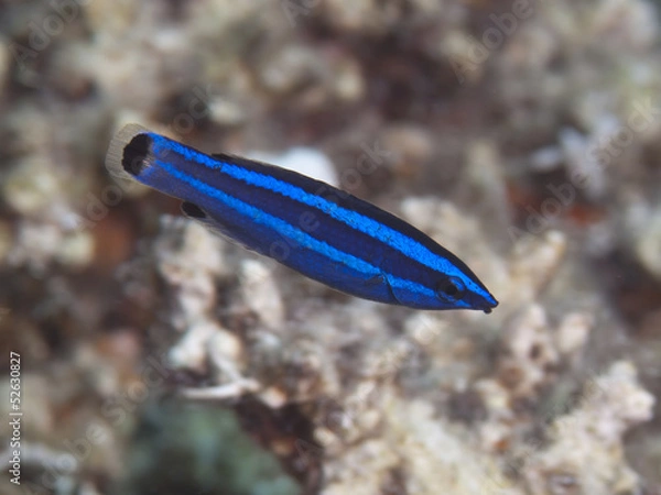 Obraz Fourline wrasse