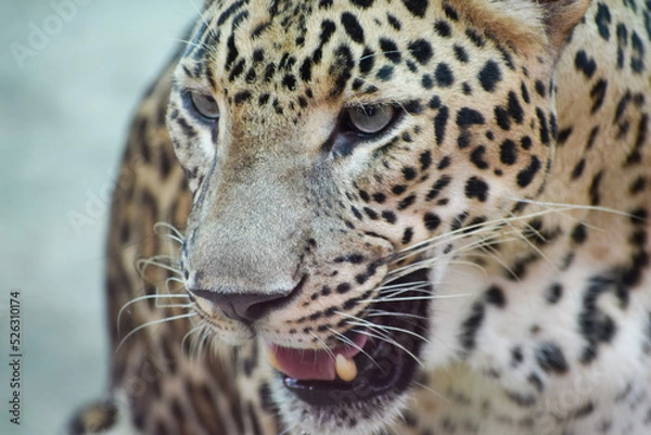 Obraz Indian leopard