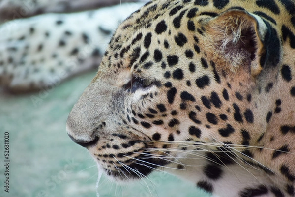 Obraz Indian leopard