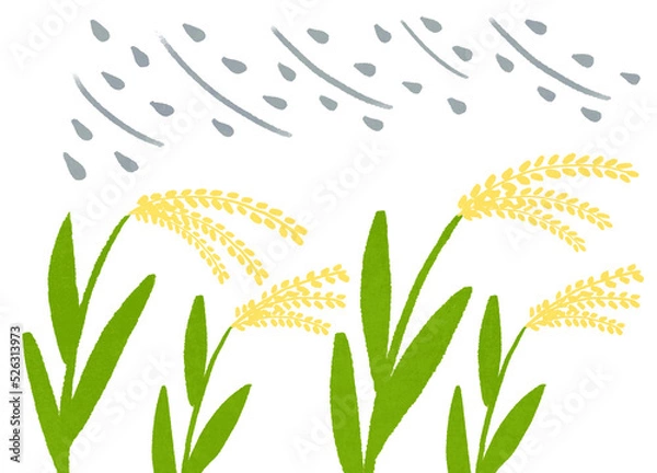 Obraz 台風と稲穂