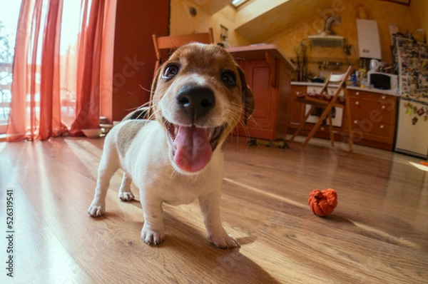 Fototapeta Playful puppy standing and looking at camera. Happy dog playing with a toy at home. Funny pet ready to play