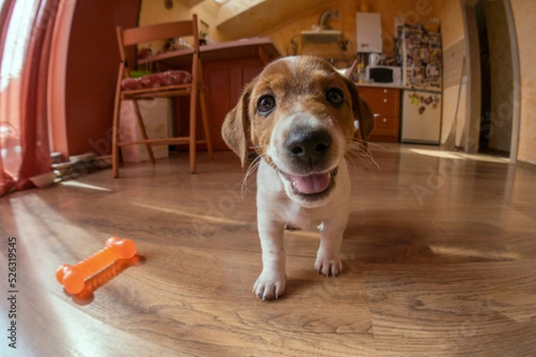 Fototapeta Cute dog looking at camera and smiling. Puppy playing with his toy at home