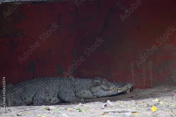 Obraz Crocodile is taking rest