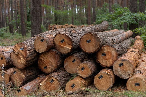 Fototapeta pine forest with harvested firewood lying in the forest. Logging of firewood for winter