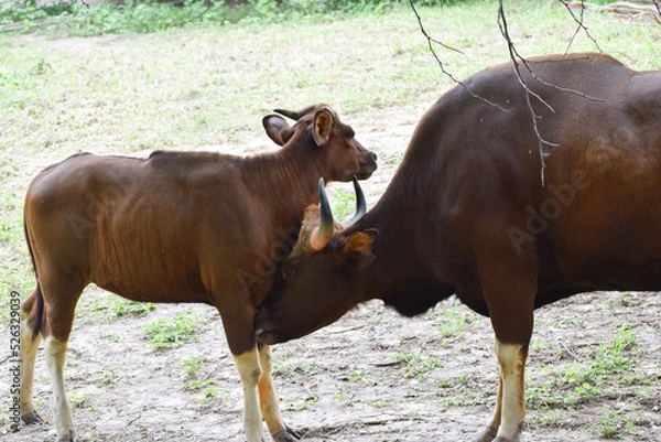 Obraz Indian Gaur with it's child
