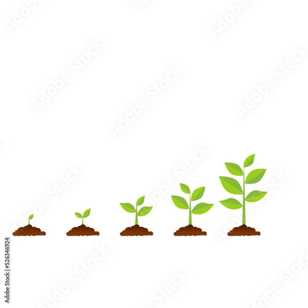 Fototapeta The tree that grows from seed is a big tree with green color and the seedlings grow into a big tree. Vector illustration