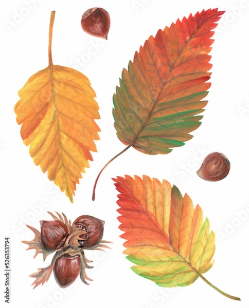 Fototapeta Colorful autumn leaves and nuts of hazelnut. Isolated image on white background. Used yellow, green, red, burgundy colors. Drawing in gouache and watercolor.