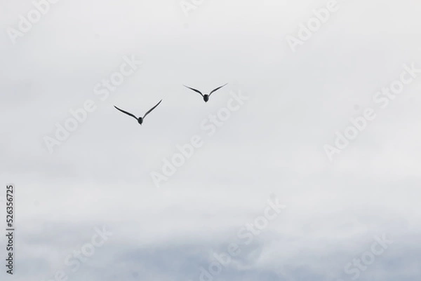 Obraz Mewy srebrzyste.