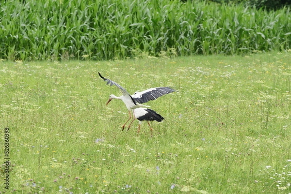 Obraz Bocian biały - ciconia ciconia. Polska - Pomorze - Żuławy.
