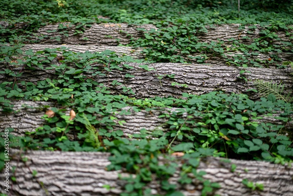 Obraz Baumstämme mit Efeu