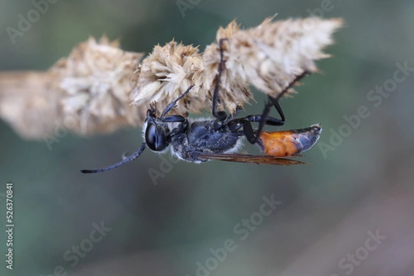 Obraz podalonia hirsuta parasitoid wasp sitting on a perch