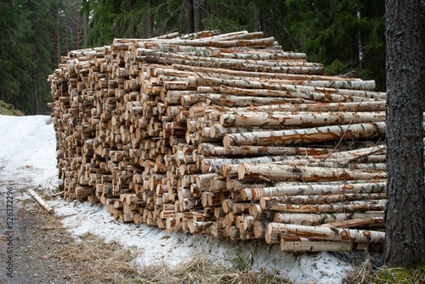 Fototapeta Stacked timber logs in the forest