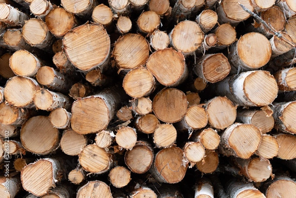 Fototapeta Stacked timber logs in the forest