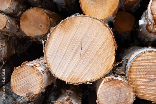 Fototapeta Stacked timber logs in the forest