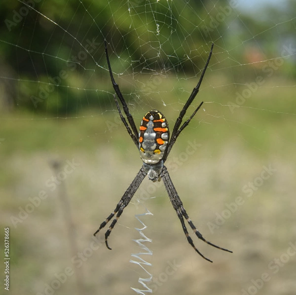 Obraz spider on a web
