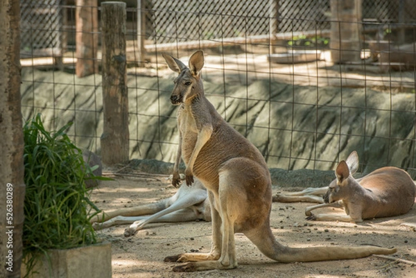 Fototapeta Red Kangaroo (Macropus rufus) in the Chiang Mai Zoo, Thailand.