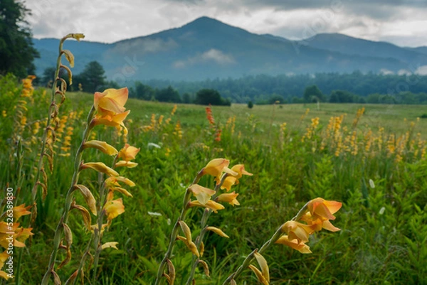 Fototapeta Peach gladiolus in a meadow in Cades Cove, Great Smoky Mountains national Park on a foggy day with wonderful clouds playing off the mountains in the distance