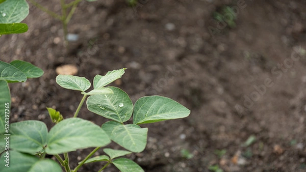Fototapeta 畑にできた枝豆の葉っぱにつく水滴