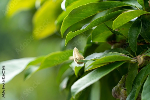 Obraz シデコブシ(花芽)