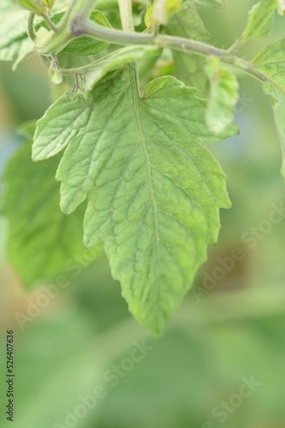 Fototapeta トマト