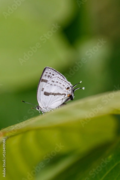 Obraz ミズイロオナガシジミ