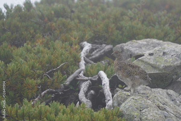 Fototapeta ライチョウと岩とハイマツ