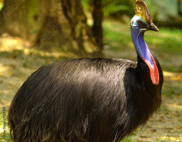 Obraz southern cassowary: casuarius casarius