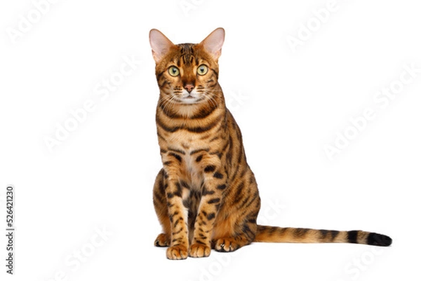 Fototapeta Bengal cat sits with a curious muzzle in front on an isolated white background