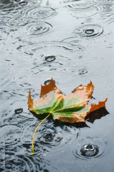 Obraz jesienny deszcz