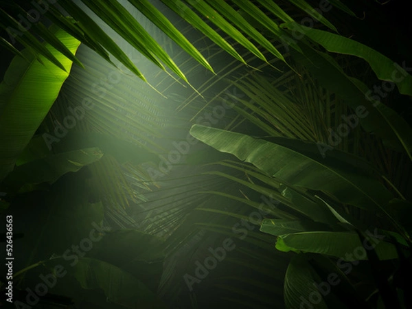 Obraz fragment view of nice mist  green tropical jungle