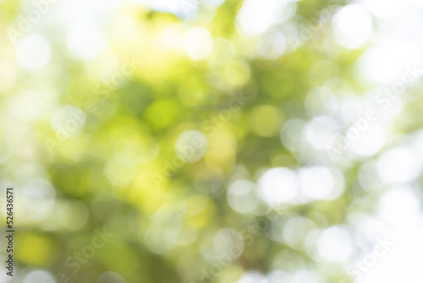 Obraz Nature blurred light abstract background. Natural outdoors bokeh background, Blurred forest background