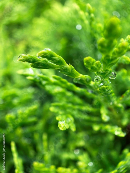 Fototapeta Macro view of green thuja tree leaves abstract conifer natural background wallpaper.