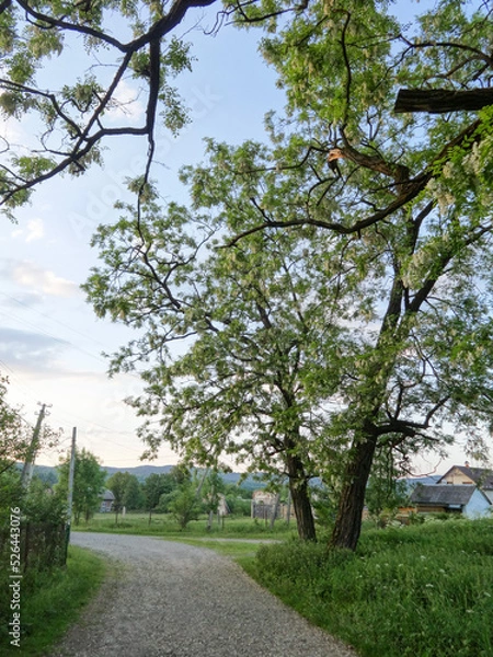 Fototapeta tree in the park