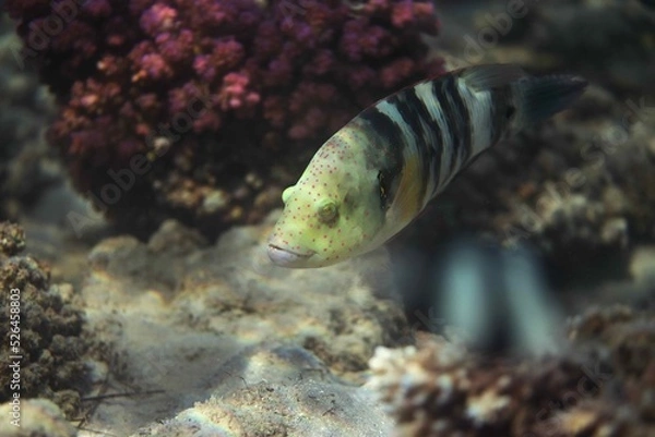 Fototapeta Broomtail wrase