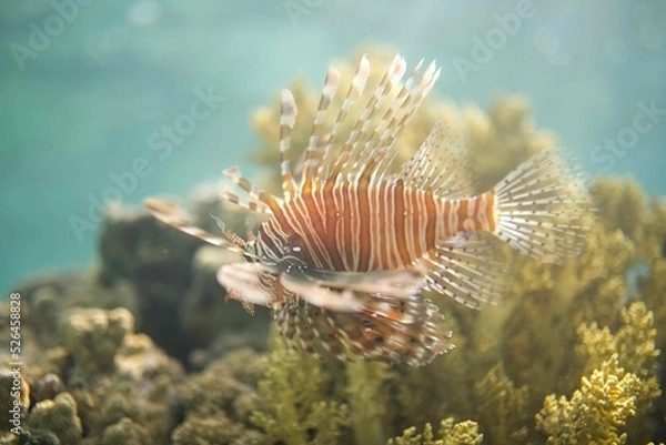 Fototapeta Lionfish